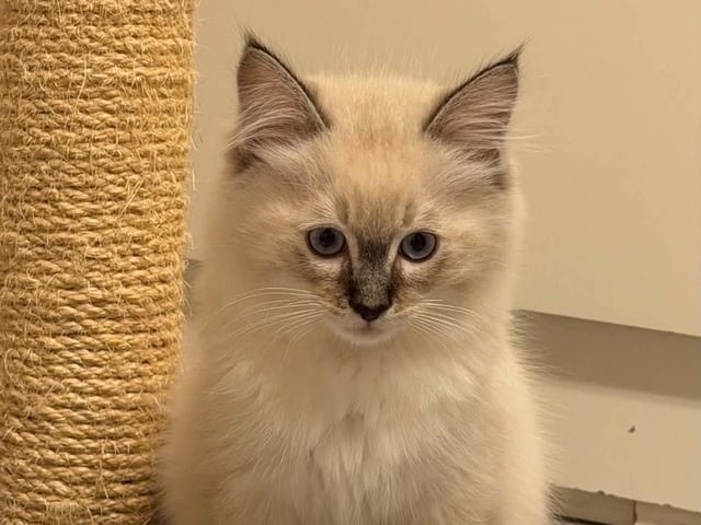 Ragdoll (utan stamtavla) · Vadstena · Skåningstorp