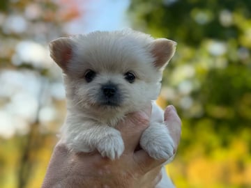Pomchi · Vikbolandet · Bodil A.