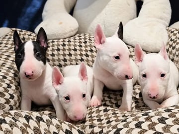 Miniature bull terrier · Sylling · Kinga György