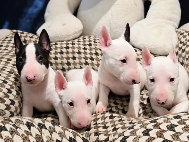 Miniature bull terrier · Sylling · Kinga György