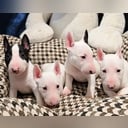 Miniatyrbullterrier