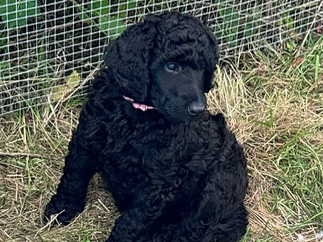 Standard Poodle · Svinndal · Ewa Szczepanska