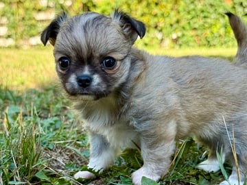 Chihuahua · Præstø · Cuba Duba's