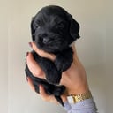 Cockerpoo