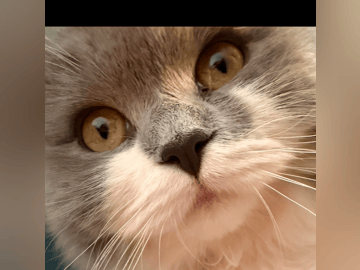 Crazy catlady
