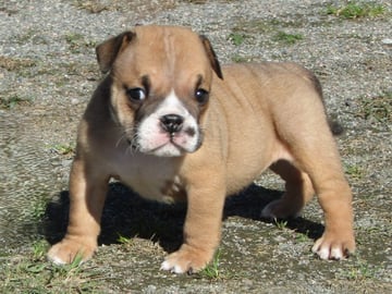 Maxibull