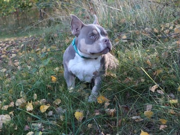 American Bully · Upplands väsby · Lion.bullys