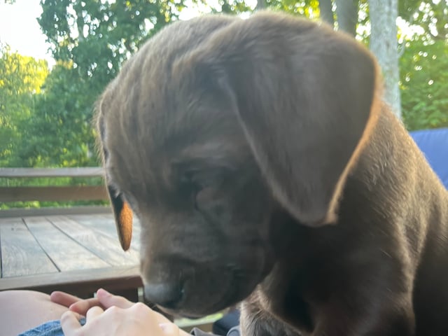 Labrador retriever