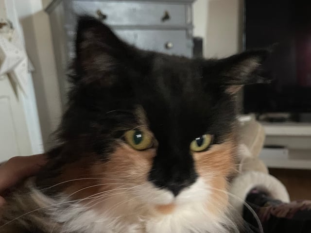 Mor: Sally