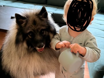 Keeshond · Nordborg · Caroline P.