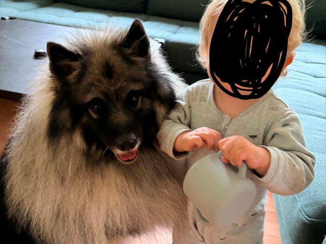 Keeshond