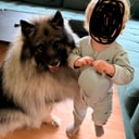 Keeshond