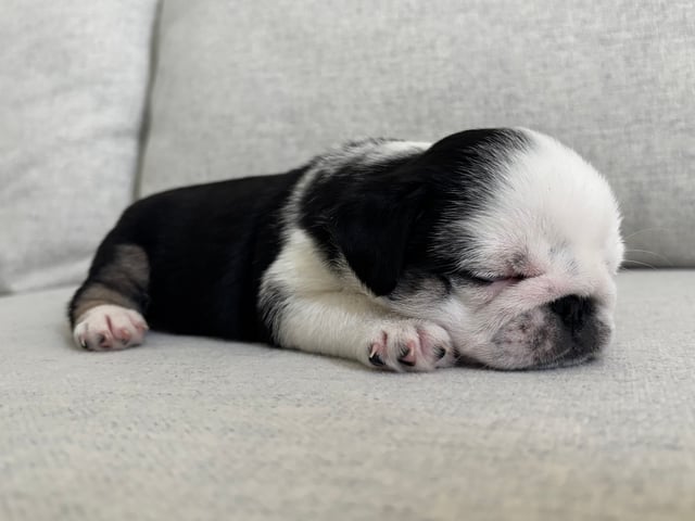 Mops