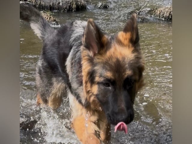 Schæferhund