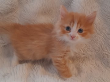 SnowKitten