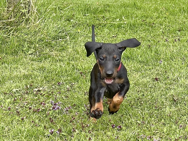 Manchesterterrier