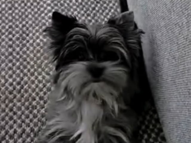 Yorkshire terrier