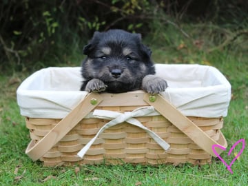 Finnish Lapphund · Skiptvet · Dompel Dimpel