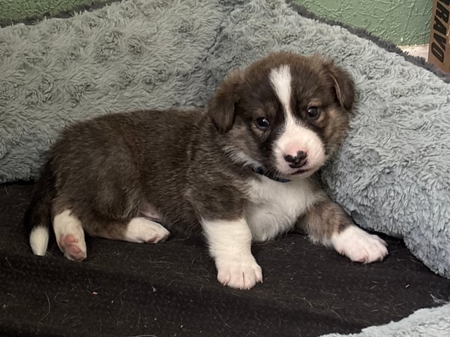 Welsh corgi cardigan