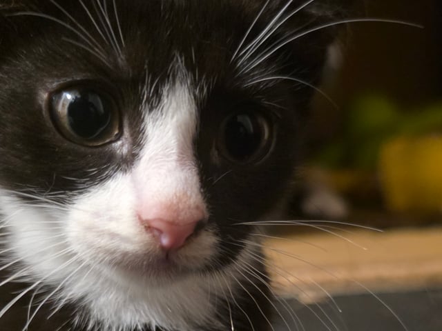 Mamman  är tredje generation Sokoke katt pappan är Tuxedo katt · Malmö · Mohamed A.