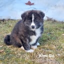 Akita Inu