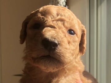 Fluffssons