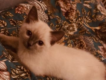 Crazy catlady
