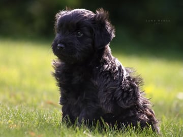 Kennel Dirgis