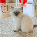 Ragdoll