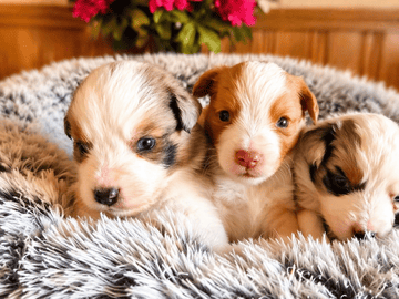 Emterborns
