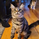 Maine Coon