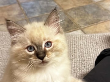 Ragdoll (utan stamtavla) · Vadstena · Skåningstorp