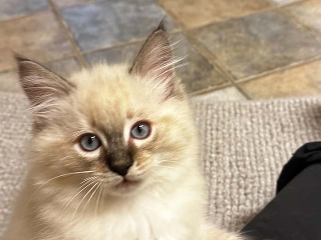 Ragdoll (utan stamtavla) · Vadstena · Skåningstorp