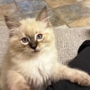 Ragdoll (utan stamtavla)