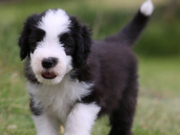 Bearded collie · Hammarö · Hillbacka