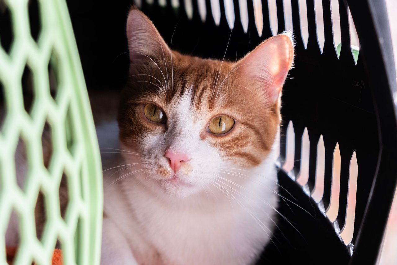 Chipmærk kat og registrer ejerskifte korrekt