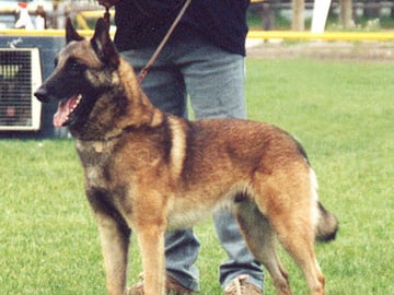 Belgian Malinois