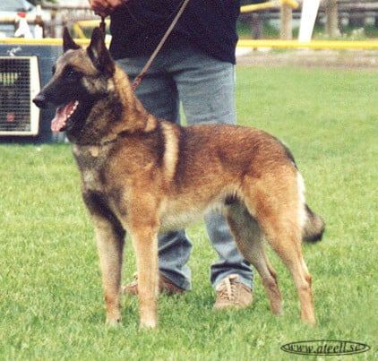 Belgisk vallhund – malinois