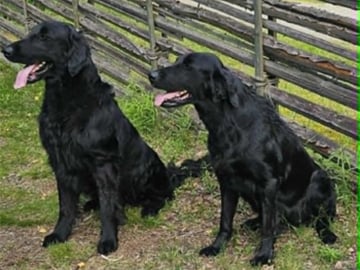 Flatcoated retriever · Åkers Styckebruk · Quiet Runners