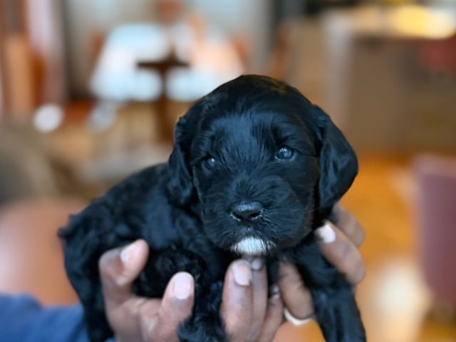 Cavapoo