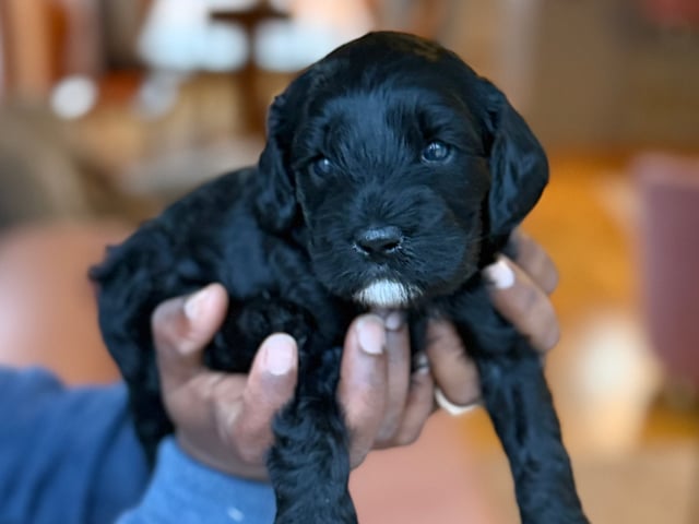 Cavapoo