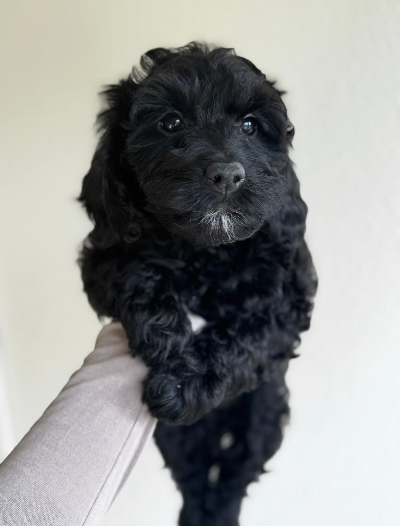 Royalcockerpoo