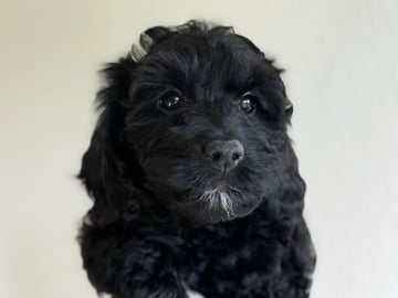 Royalcockerpoo