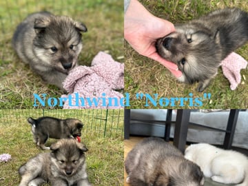 Northwind "Norris"