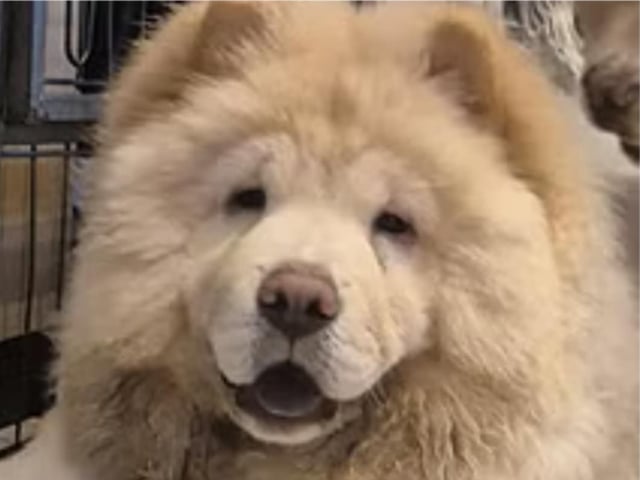 Chow chow