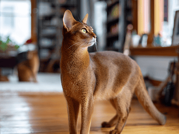 Abyssinian