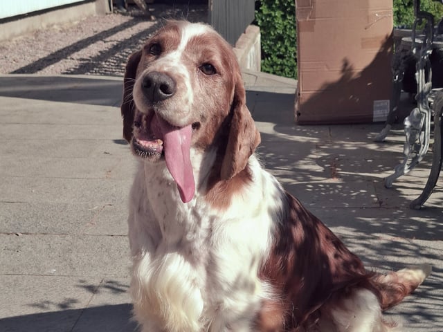 Welsh springer spaniel