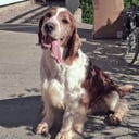 Welsh springer spaniel