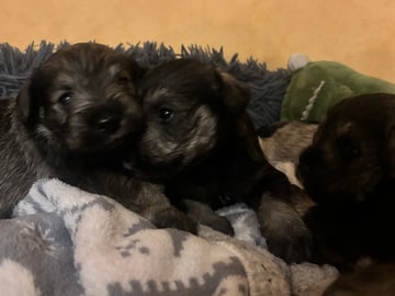 Dværgschnauzer · Partille · Encalnas' Kennel