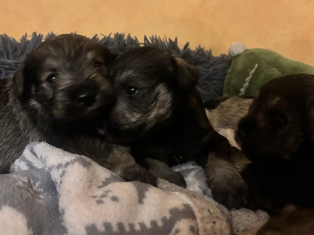 Miniature Schnauzer · Partille · Encalnas' Kennel